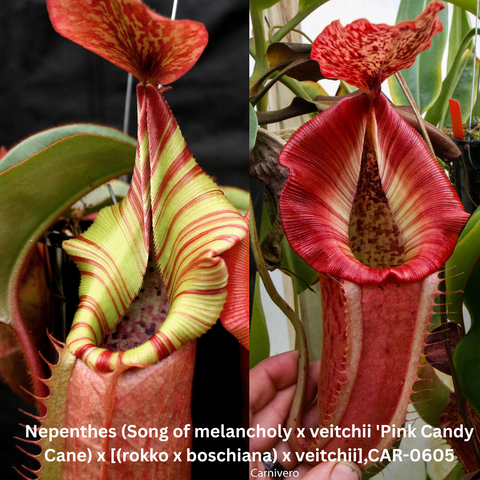 Nepenthes seed pod plant showing red and yellow striped pitchers shown in a two panel collage
