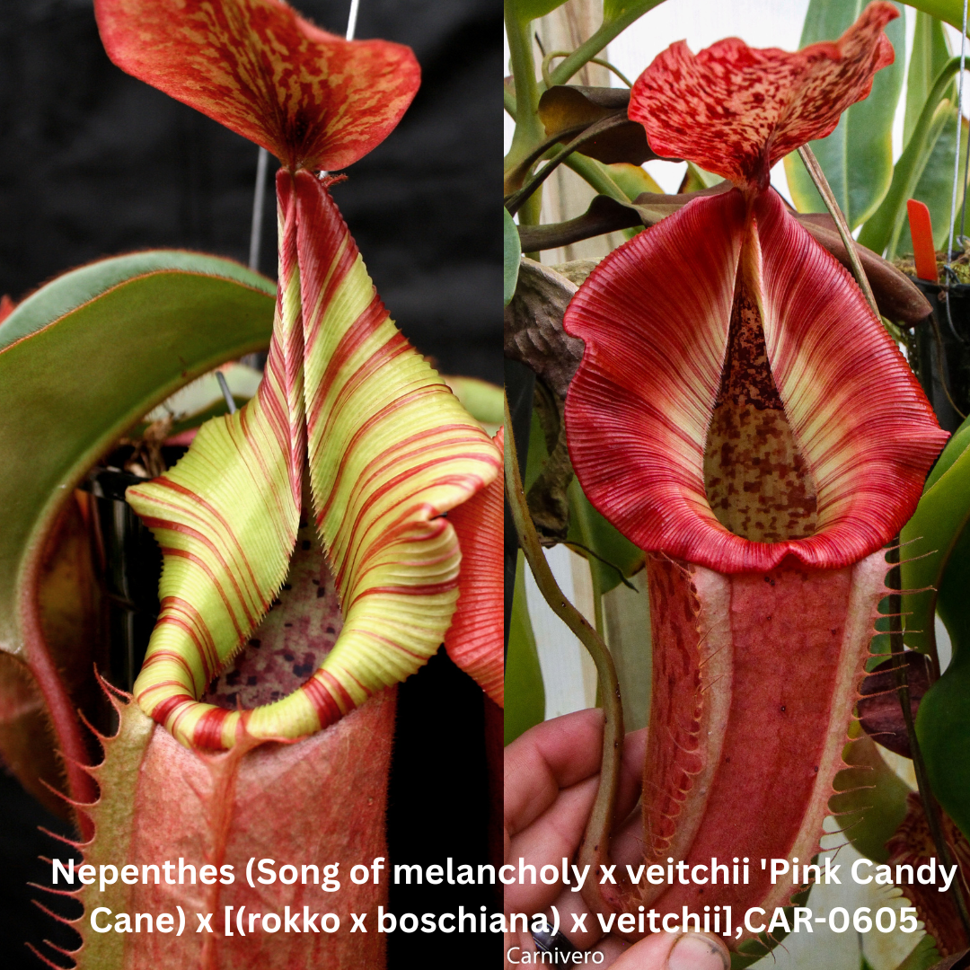 Nepenthes (Song of melancholy x veitchii 'Pink Candy Cane) x [(rokko x boschiana) x veitchii] - SEED POD