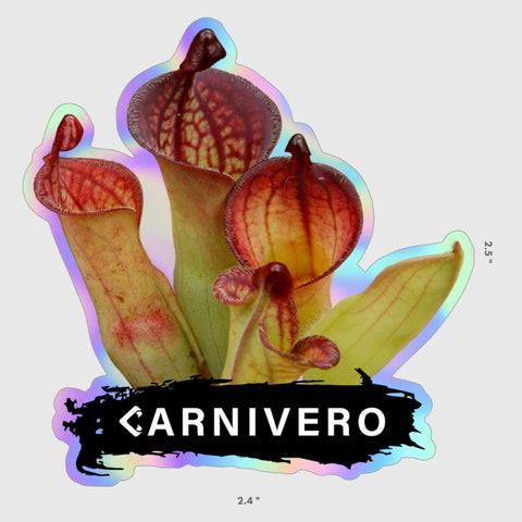 Heliamphora holographic sticker showing a red pitcher with rainbow border.