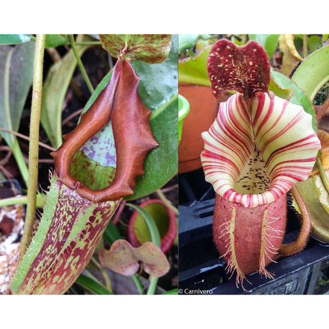 Split image of Nepenthes maxima Geoff Wong x veitchii Candy Dreams; left brownish red pitcher, right pink striped pitcher