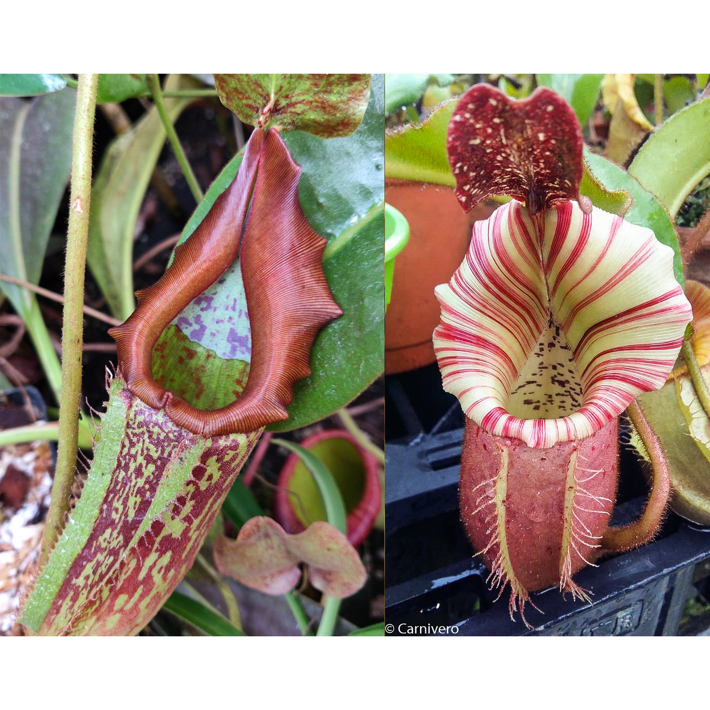 Nepenthes maxima 'Geoff Wong' x veitchii Nepenthes maxima 'Geoff Wong' x veitchii