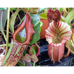 Nepenthes maxima 'Geoff Wong' x veitchii "Candy Dreams"