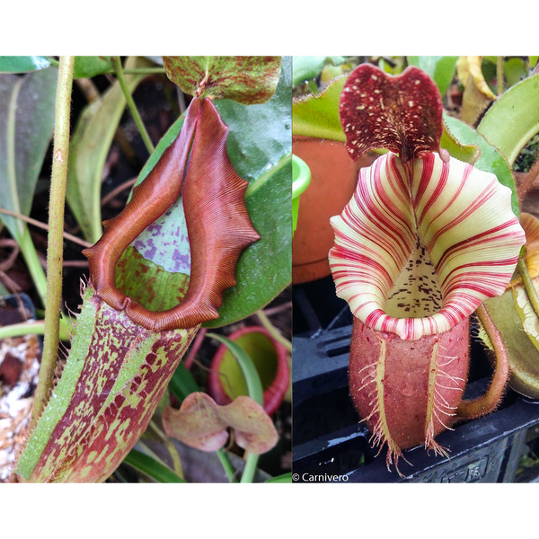 Nepenthes maxima 'Geoff Wong' x veitchii "Candy Dreams"