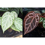 Anthurium Silver Blush x Red Crystallinum - NSE