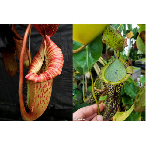Left curved orange red Nepenthes pitcher with striped rim; right lime green pitcher with purple mottling and a tall tubular shape.