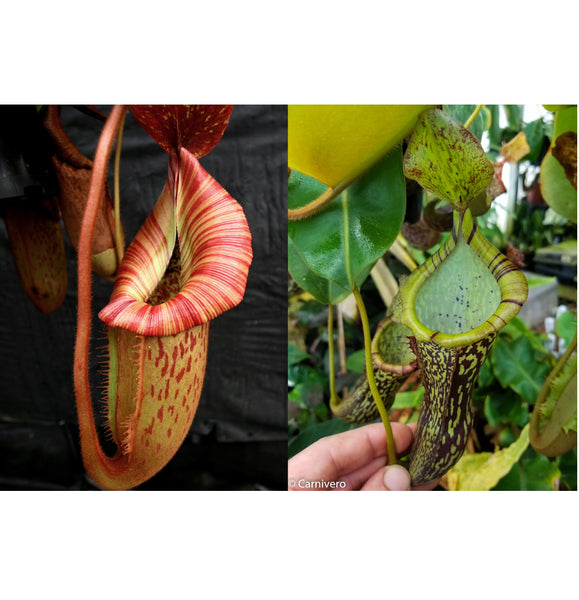 Nepenthes [(Rokko x boschiana) x veitchii "Orange Fade"] #1 x [(maxima x campanulata) x platychila ] #2