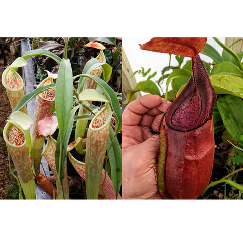 Collage of Nepenthes smilesii Dalata x adrianii showing slender green leaves and red speckled pitchers on the left and a close up of a large red pitcher with pink interior on the right