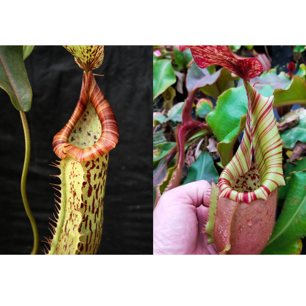 Nepenthes (Splendid Diana x platychila) x veitchii (Murud x Candy) -Striped -Seed Pod