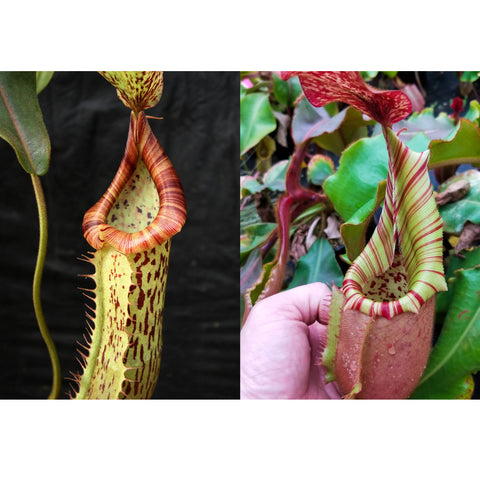 Two Nepenthes pitcher plants with speckled interiors and bold striped rims.