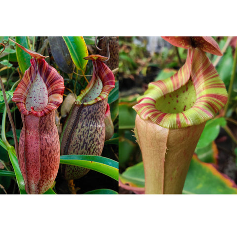 Two Nepenthes seed pod pitchers with striped peristomes and speckled inner walls.