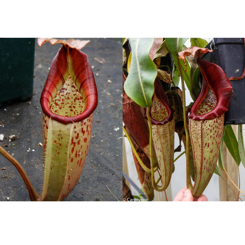 Nepenthes (veitchii HL x burbidgeae) x eymae BE SG -Seed Pod