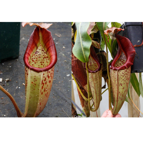 Two Nepenthes seed pods with maroon rims and speckled inner surfaces
