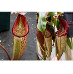 Nepenthes (veitchii HL x burbidgeae) x eymae BE SG