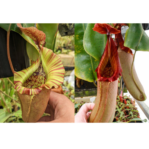Side by side Nepenthes The Wave hybrid pitchers with pale green striped peristomes and a red form.