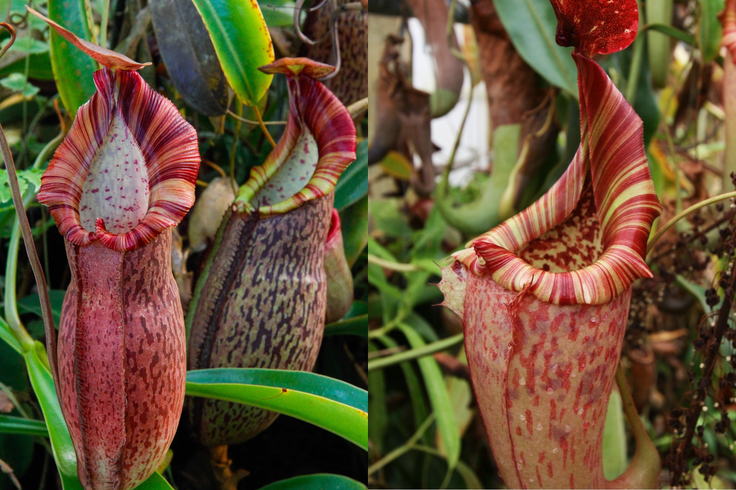 Nepenthes (spathulata x spectabilis) x (maxima x veitchii