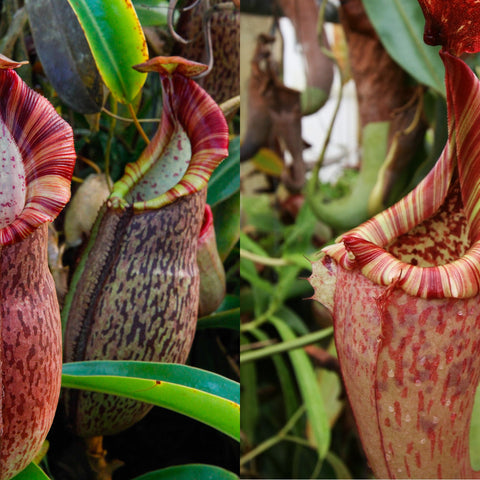 Two Nepenthes Highland seed pod pitchers showing striped lips and spotted bodies.