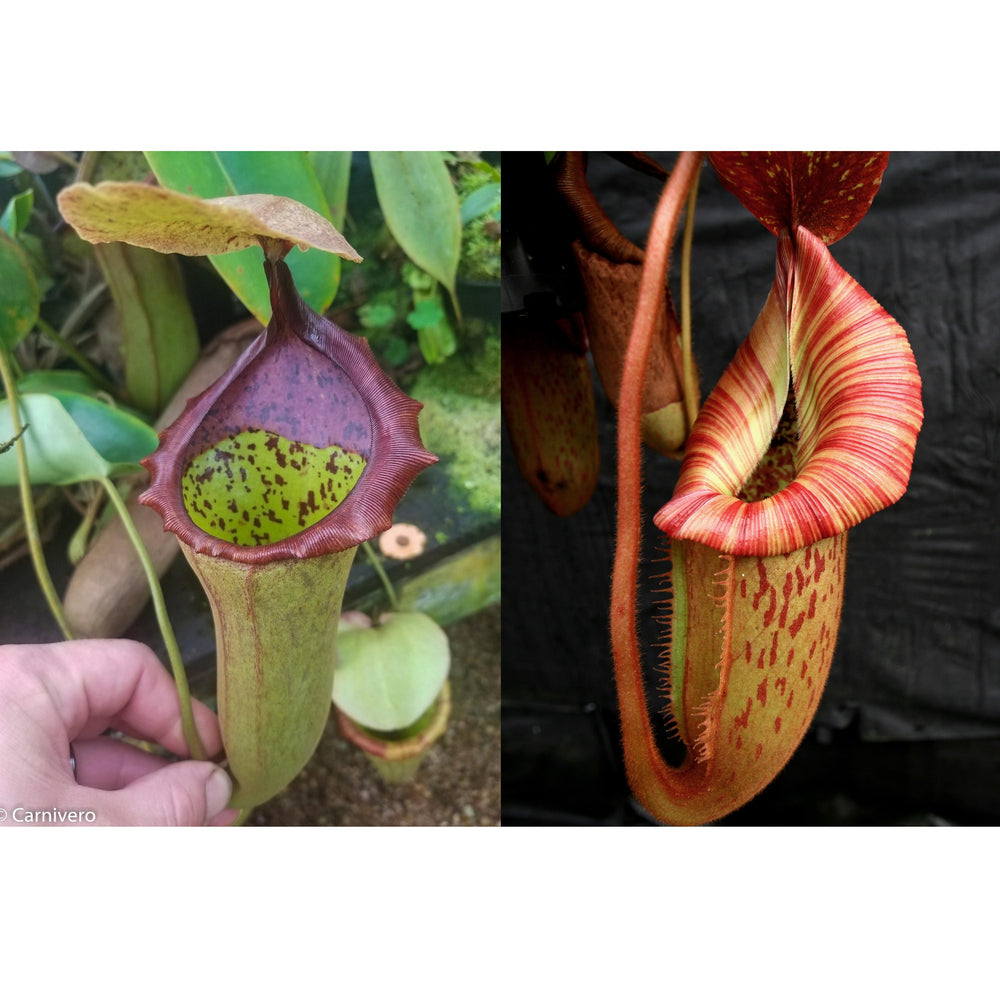 Nepenthes (truncata x campanulata) x [(Rokko x boschiana) x veitchii "Orange Fade"] -Seed Pod