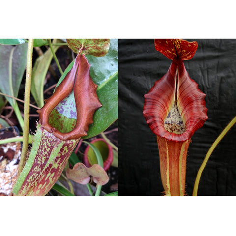 Left brown green Nepenthes maxima hybrid pitcher with red speckling; right tall orange striped pitcher with red hood from The Wave.
