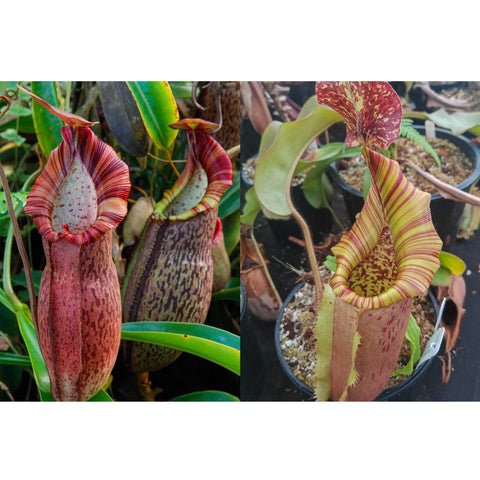 Two Nepenthes seed pod hybrid pitchers with speckled bodies and vividly striped red rims.
