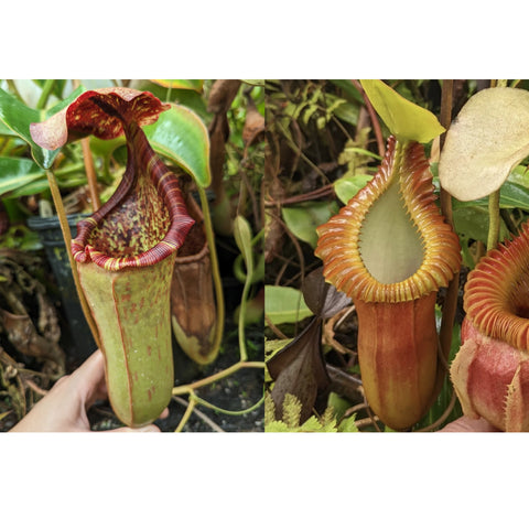 Seed pod Nepenthes lowii x tiveyi x macrophylla showing an immature green pitcher and a mature orange ribbed pitcher