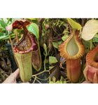 Nepenthes (lowii x tiveyi) x macrophylla