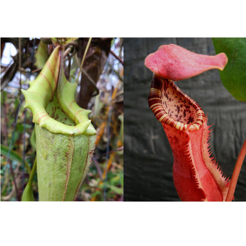 Collage of two Nepenthes pitchers from the seed pod cross Nepenthes maxima X Song of Melancholy X clipeata left lime green and right red with striped peristome