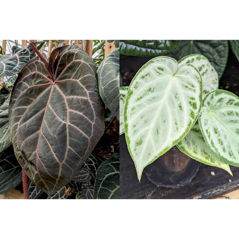 Anthurium Doc Block F2 x Silver Blush plant showing a dark velvety leaf with pink veins and a silver variegated leaf
