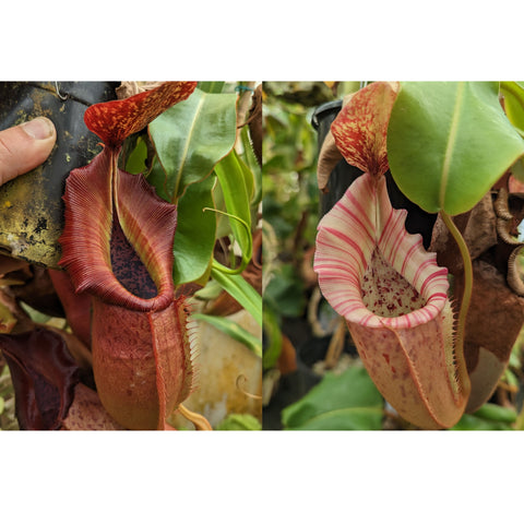 Nepenthes veitchii x adrianii hybrid seed pod featuring burgundy ribbed pitcher on left and pale pink striped interior pitcher on right