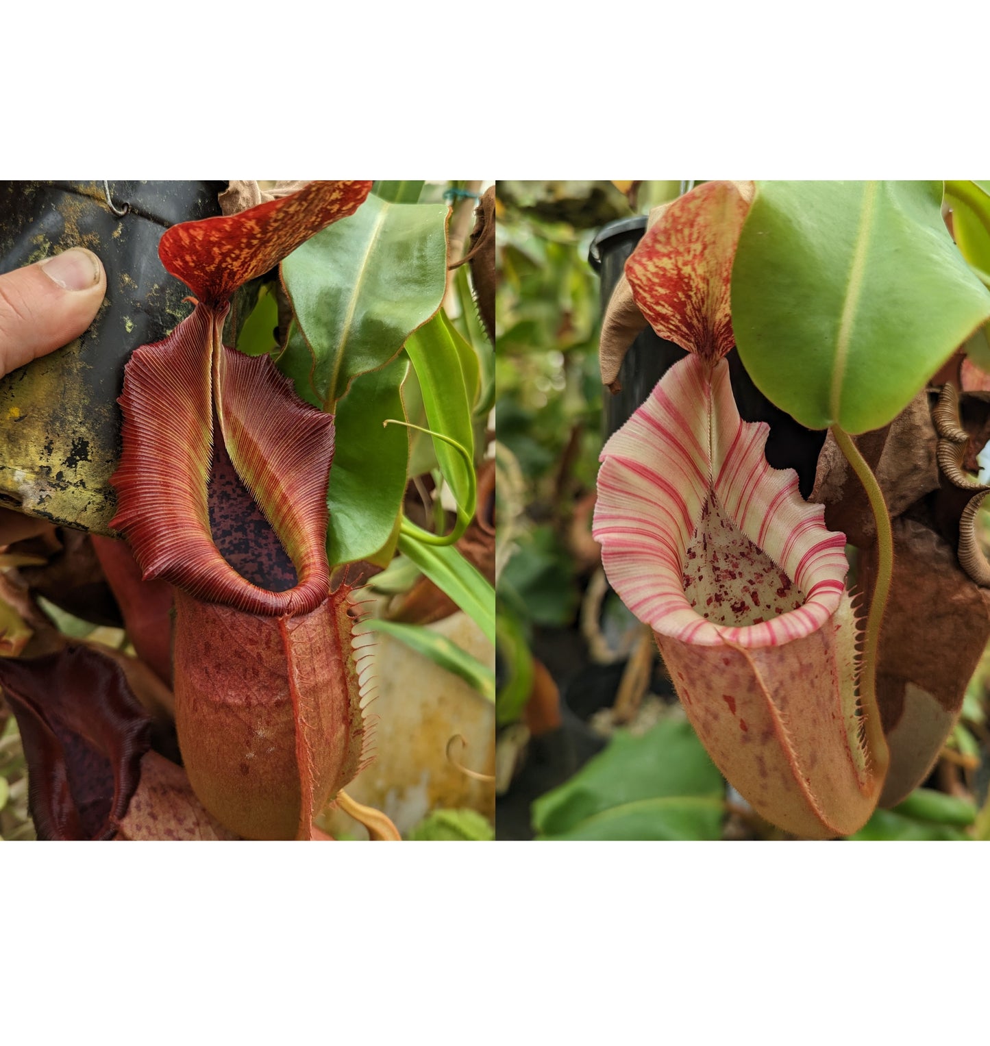 Nepenthes (veitchii x adrianii) x [(maxima x campanulata) x veitchii "The Wave"]#3 -Seed Pod