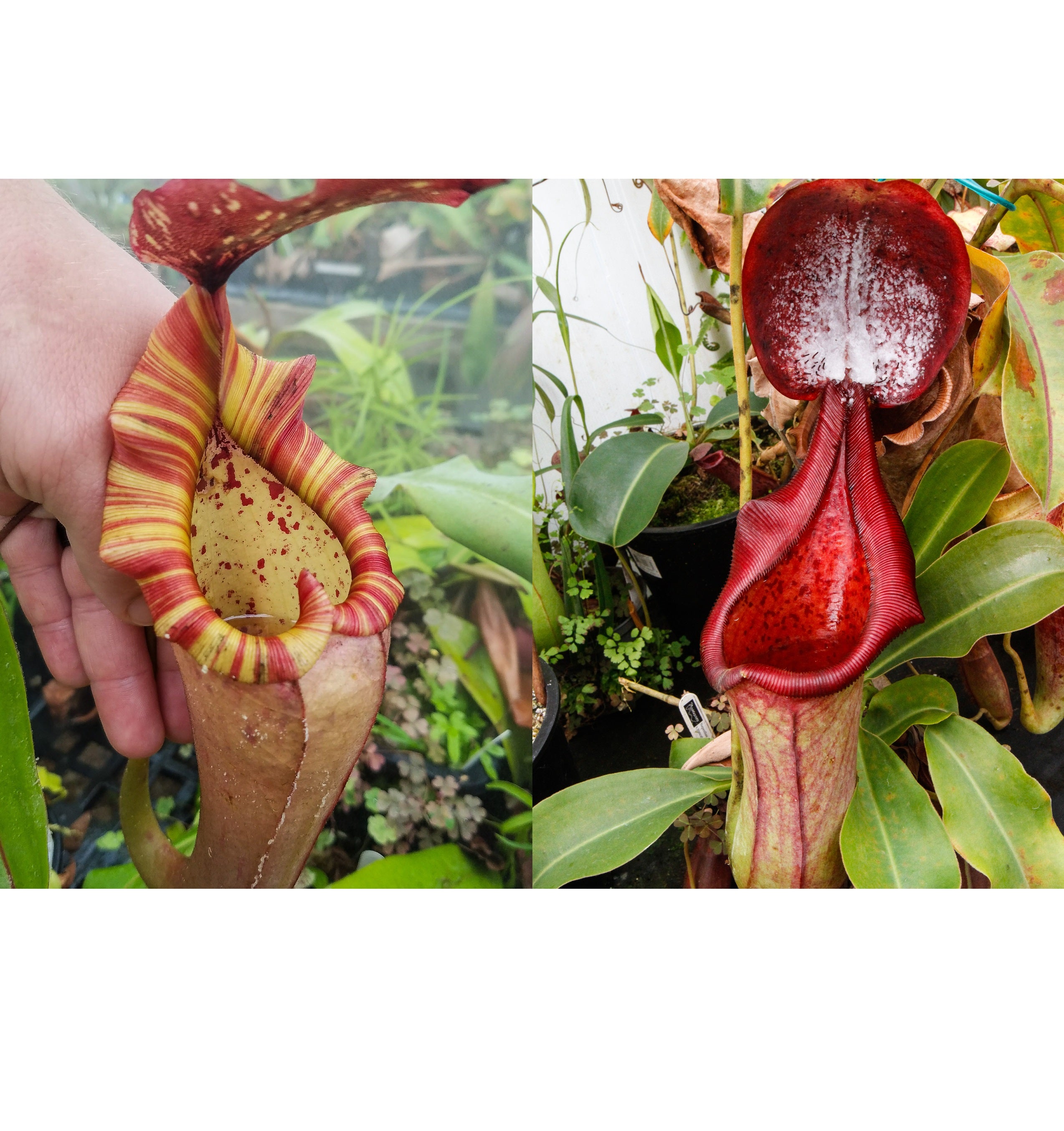 Nepi nepi★ Nepenthes Jolly Scupture | Nepenthes Hybrid Pitcher Plant