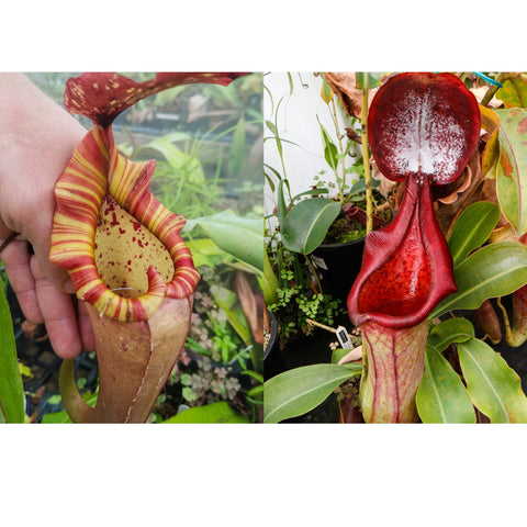 Nepenthes Song of Melancholy x (truncata x ephippiata)-Seed Pod