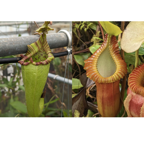 Nepenthes maxima seed pods left pale green hanging pitcher with striped rim right tall orange pitcher with yellow ribbed peristome