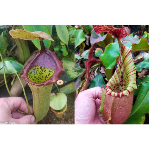 Nepenthes seed pod with pale green body and purple speckled interior and dark red rim