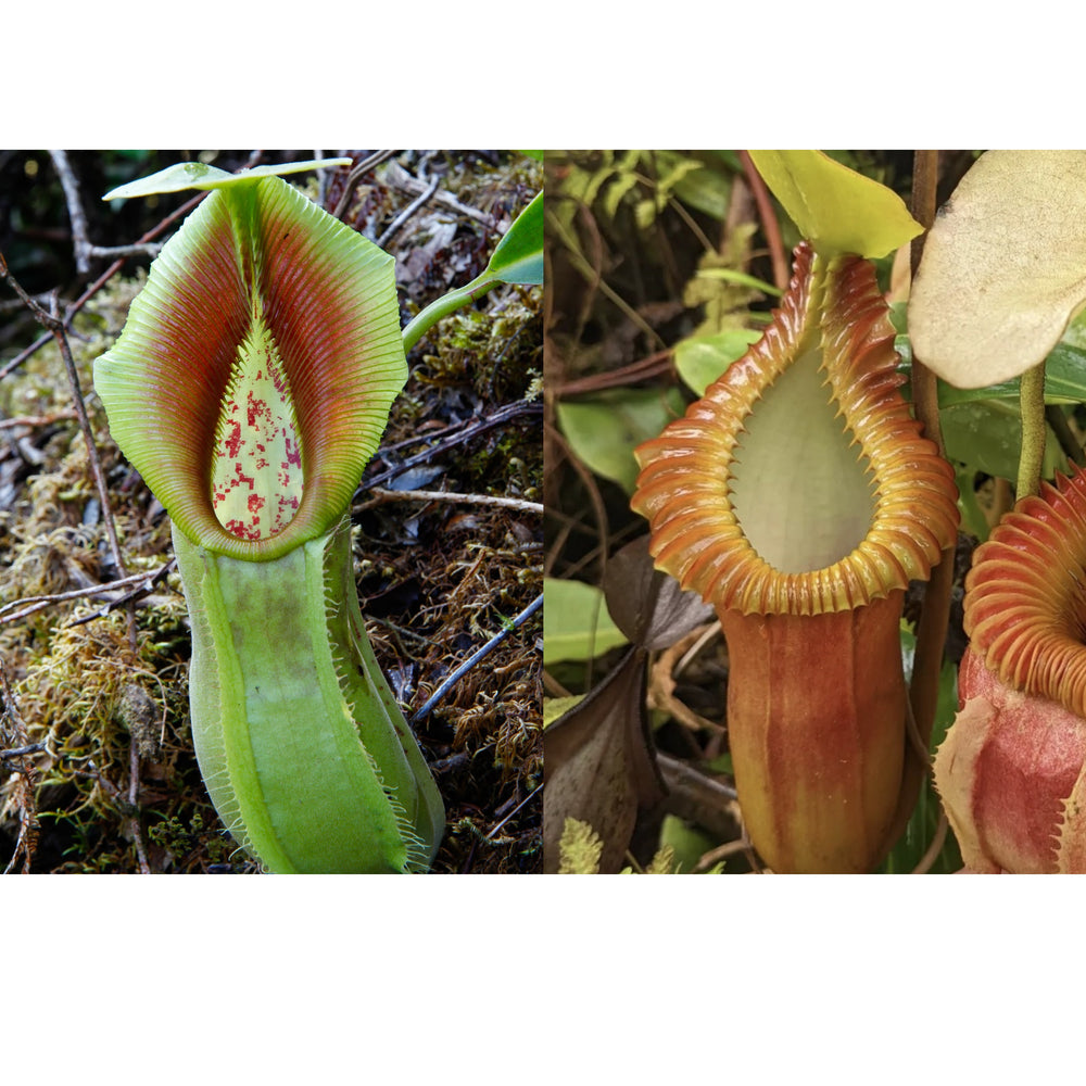 Nepenthes spathulata x macrophylla-Seed Pod