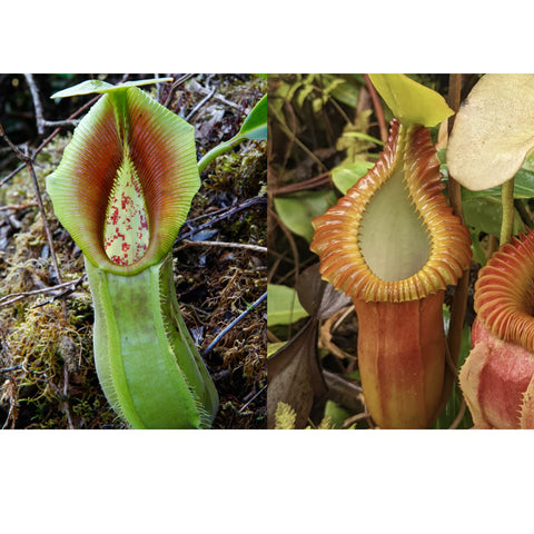Nepenthes spathulata x macrophylla seed pods two panel image shows a green upright pitcher with red speckled interior and a tall orange brown ribbed pitcher