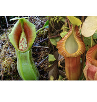 Nepenthes spathulata x macrophylla
