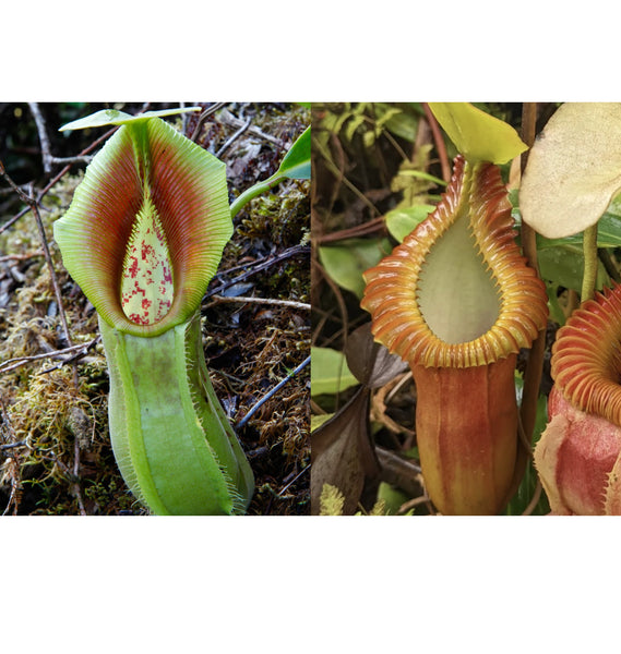 Nepenthes spathulata x macrophylla