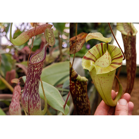 Close up of Nepenthes adnata x platychila pitcher held by hand pale green body with speckles and a curved mouth.