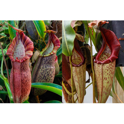 Nepenthes spathulata x spectabilis x eymae BE hybrid pitchers in green striped and speckled red forms.
