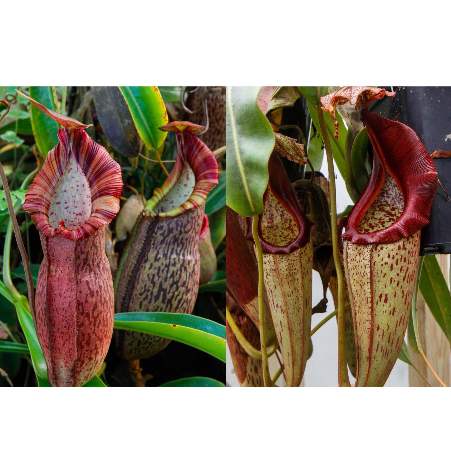 Nepenthes (spathulata x spectabilis) x eymae BE