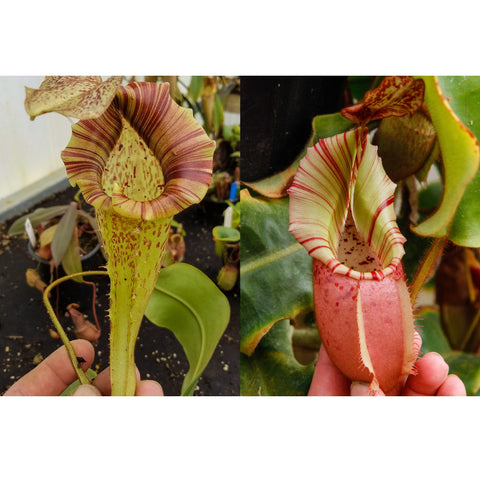Two Nepenthes Bareo Squat hybrids: left tall green pitcher with purple striped rim, right pink pitcher with red stripes.