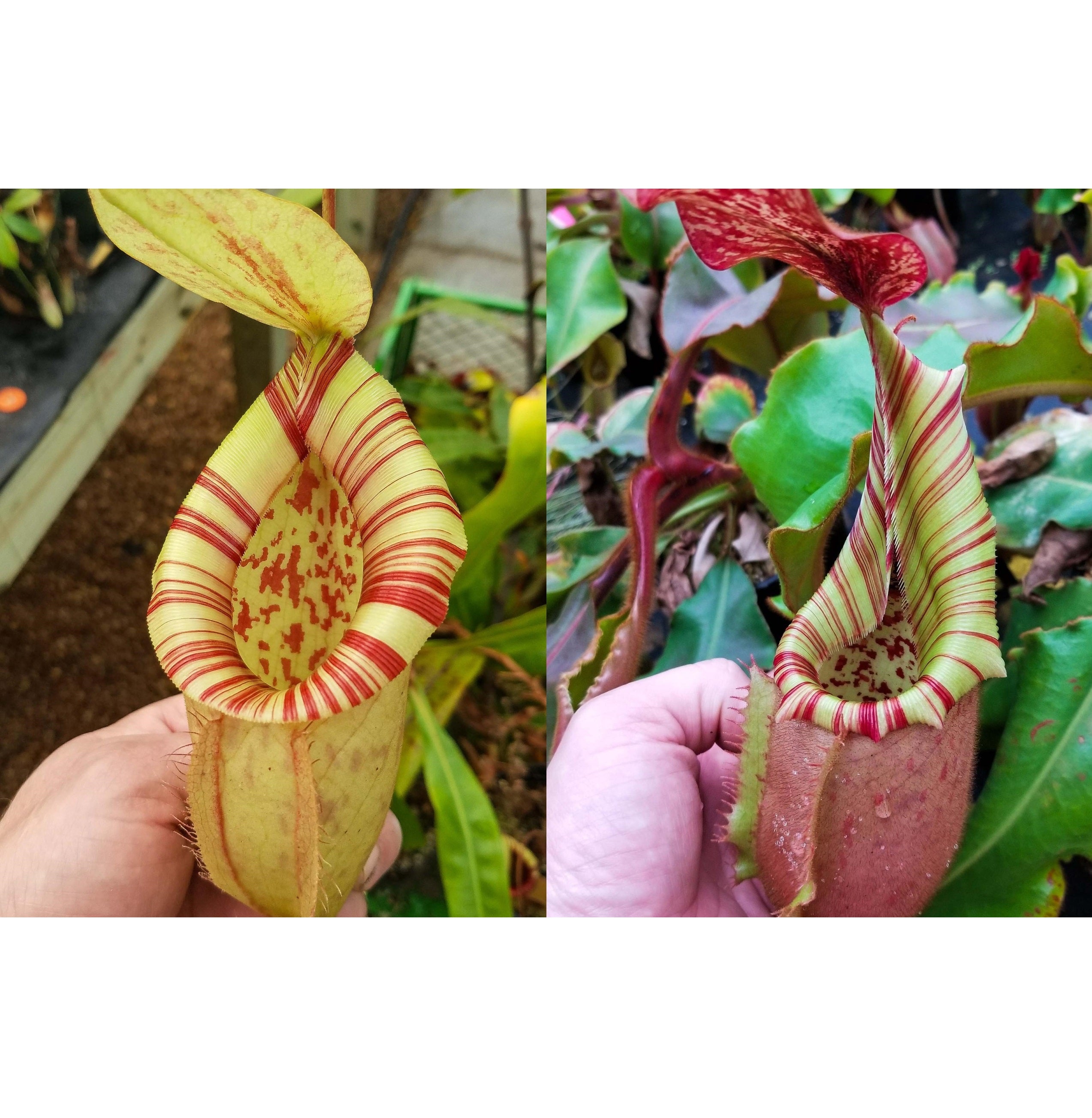 Nepenthes [(viking x ampullaria) x northiana] x veitchii (Murud x