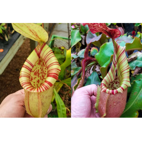 Two striped Nepenthes pitcher plants with yellow-green bodies and red bands