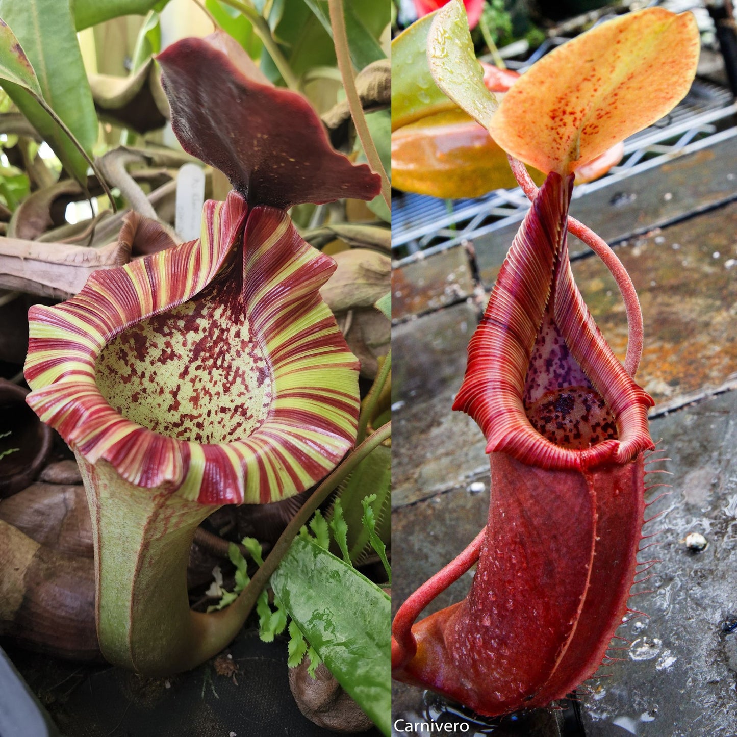 Nepenthes [(lowii x veitchii) x tiveyi] x (truncata x ovata), CAR-1165