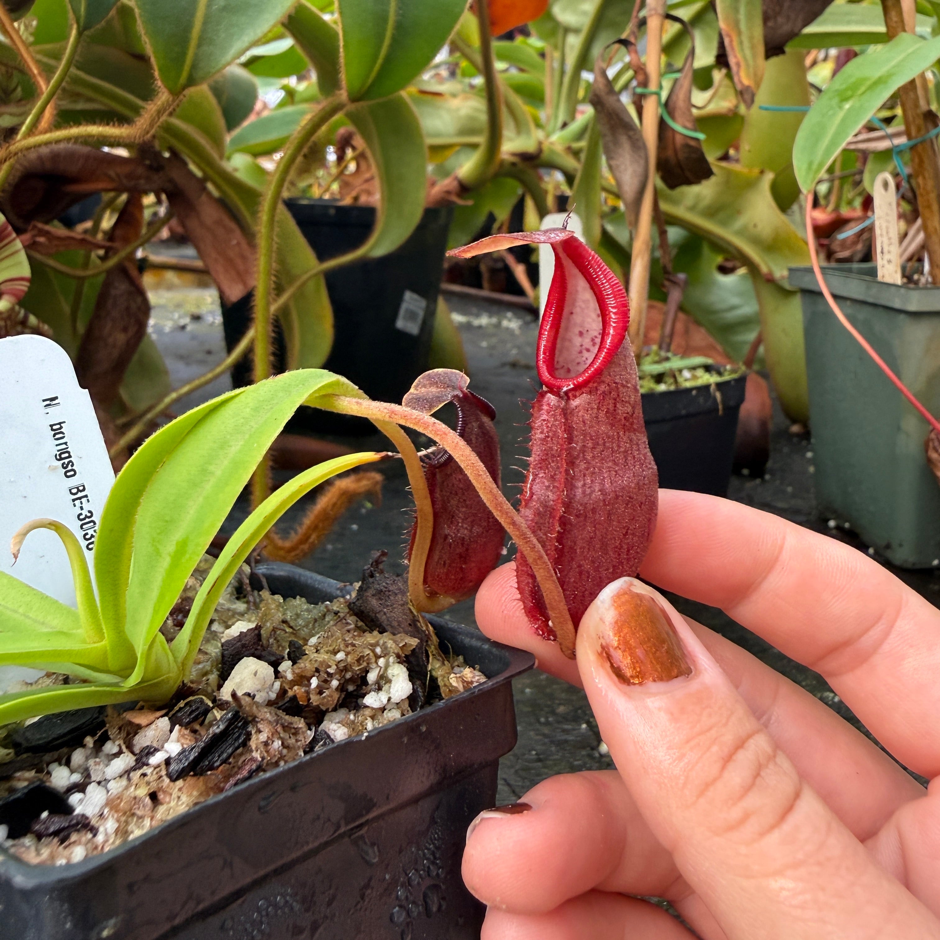 Nepenthes bongso, BE-3036 – Carnivero