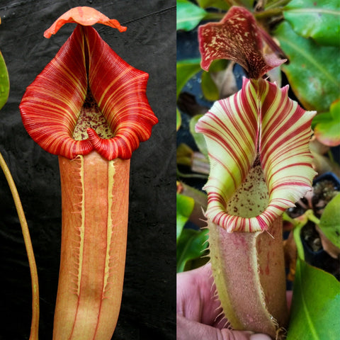 Nepenthes ('Song of Melancholy' x truncata) x veitchii Kelabit Highlands, CAR-1166