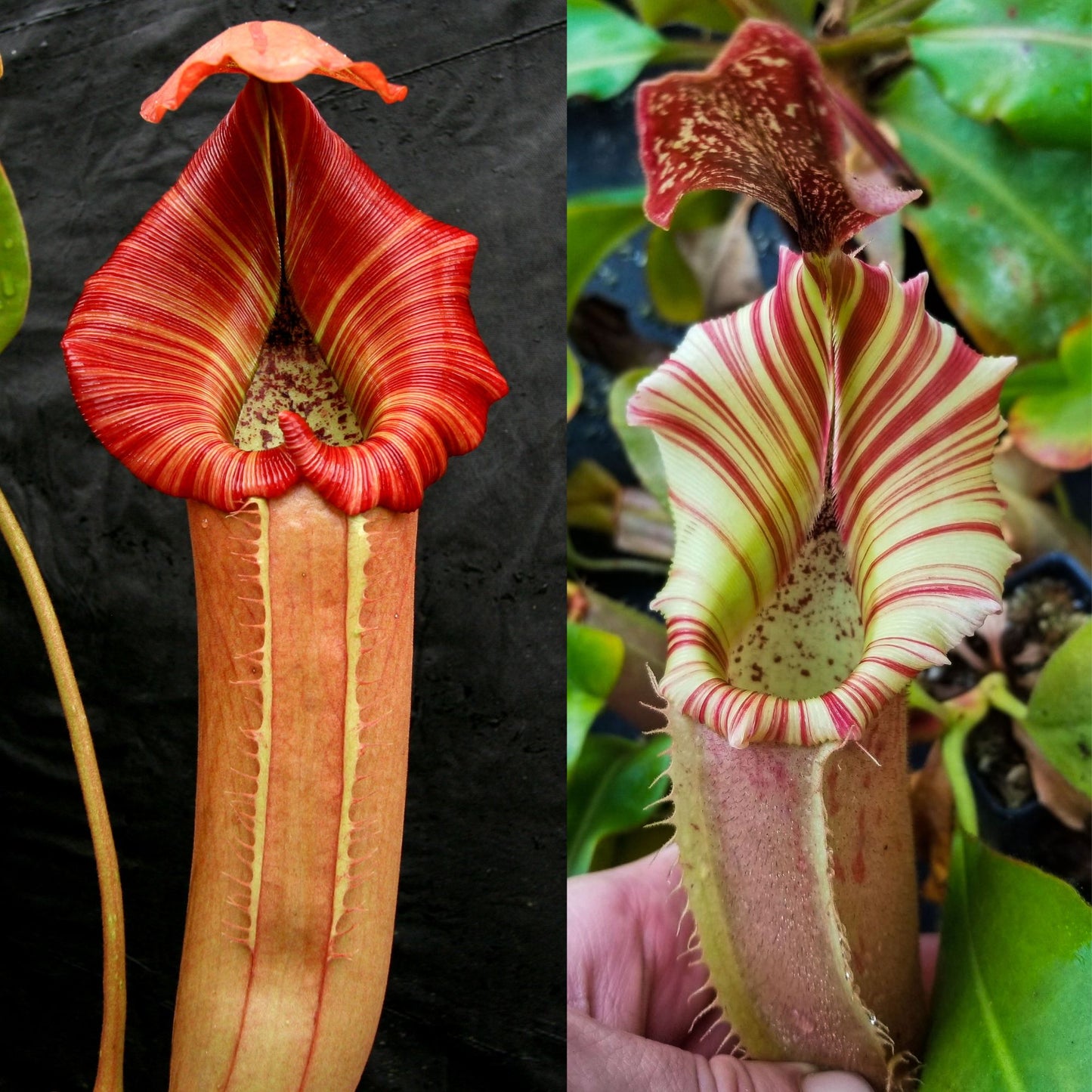 Nepenthes ('Song of Melancholy' x truncata) x veitchii Kelabit Highlands, CAR-1166