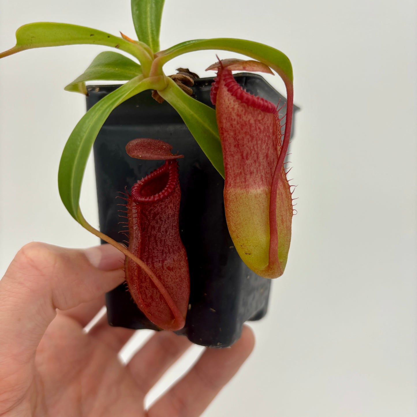 WH0006 Nepenthes ventricosa x edwardsiana (S) (HJ360)