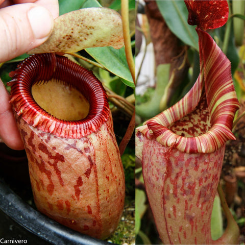 Nepenthes sibuyanensis x (maxima x veitchii), CAR-0998