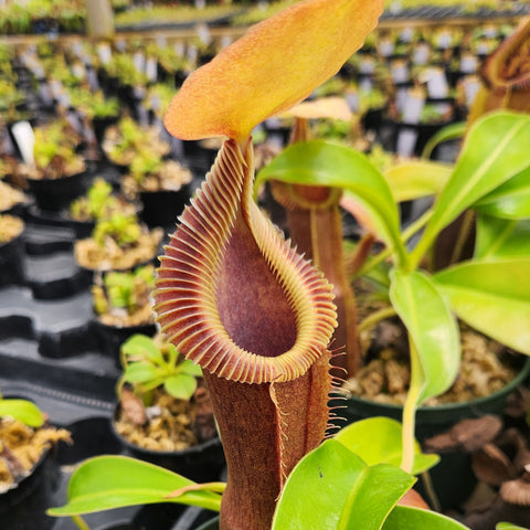 Nepenthes spathulata x edwardsiana CAR-0953